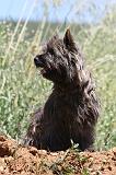 CAIRN TERRIER 498